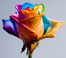 Rainbow Rose