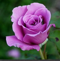 Purple rose