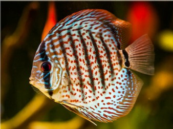 Discus Fish