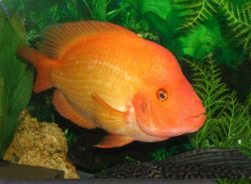 Cichlid Fish