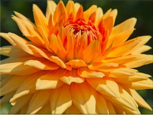 Orange Dahlia Jigsaw Puzzle