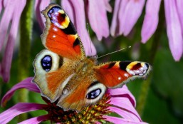 Peacock Butterfly Jigsaw Puzzle