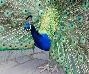 Peacock Closeup