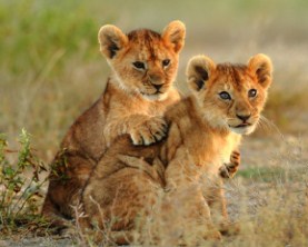 Lion Cubs Cuddling Jigsaw Puzzle