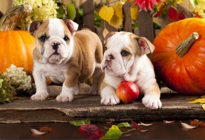 English bulldogs and a Pumpkin