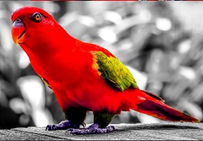 Bright Red Parrot