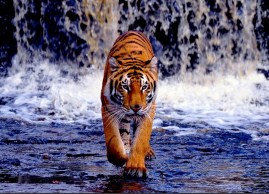 Bengal Tiger