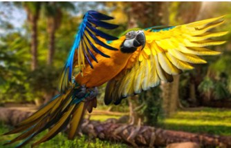 Flying Macaw Jigsaw Puzzle