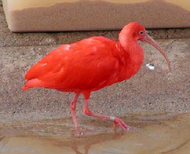 Scarlet Ibis