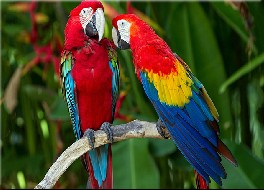 Cute Parrots Jigsaw