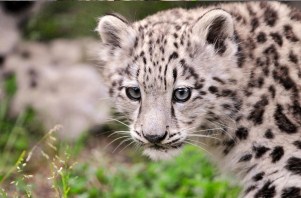 Snow Leopard Cub Jigsaw Puzzle