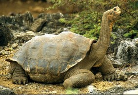 Galapagos Tortoise