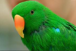 Green Parrot