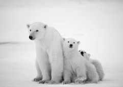 Polar Bear With Cubs Jigsaw Puzzle