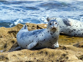 Spotted Seals Jigsaw Puzzle