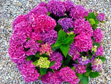 Hydrangea Flower Jigsaw Puzzle