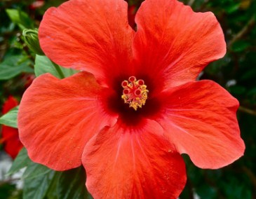 Red Hibiscus Jigsaw Puzzle