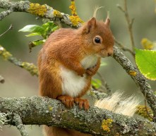 Squirrel Red Branch Animal