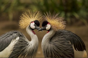 Grey crowned crane