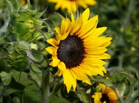 Brilliant Sunflower