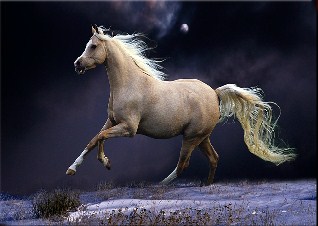 Beautiful Horse Running in Night Jigsaw