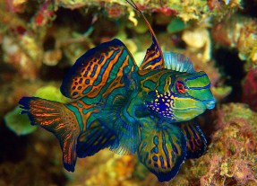 Mandarin Fish