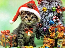Christmas Kitten