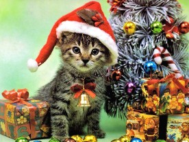 Christmas Kitten