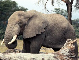 Big Elephant Jigsaw