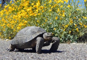 Desert Tortoise Enjoying the Flowers