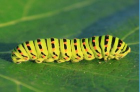 Caterpillar Jigsaw