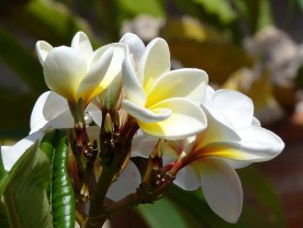 Frangipani