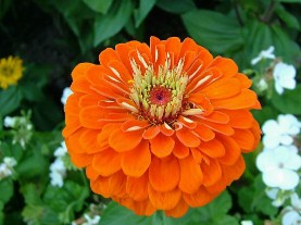 Orange Coloured Flower