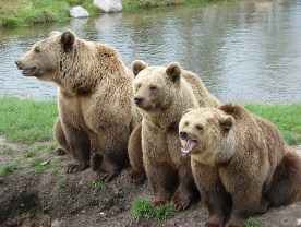 The three bears