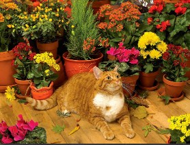 Flower Shop Cat