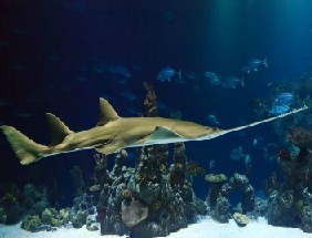 Sawfish Jigsaw Puzzle