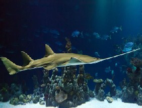 Sawfish