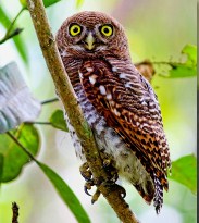 Jungle owlet