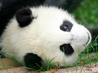 Giant Panda Cub Jigsaw Puzzle