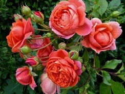 English roses