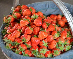 Strawberry Basket