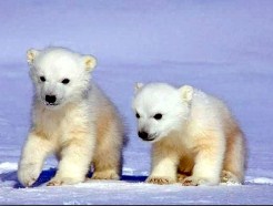 Polar Bear Babys