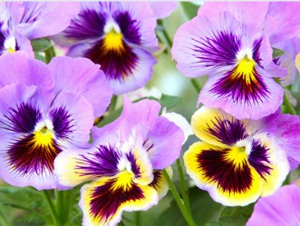 Lavender Pansies Jigsaw Puzzle