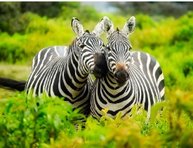 Two Cute Zebras Jigsaw Puzzle