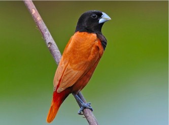 Chestnut Munia Bird Jigsaw Puzzle