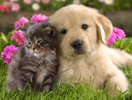 Funny cute puppies and kittens