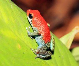 Strawberry Frog Jigsaw Puzzle