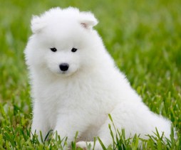 Fluffy White Puppy Jigsaw Puzzle