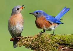 Pair Of Eastern Bluebirds Jigsaw Puzzle