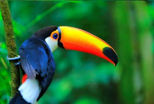 Colourful Toucan